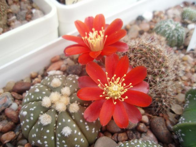  Rebutia ritteri 