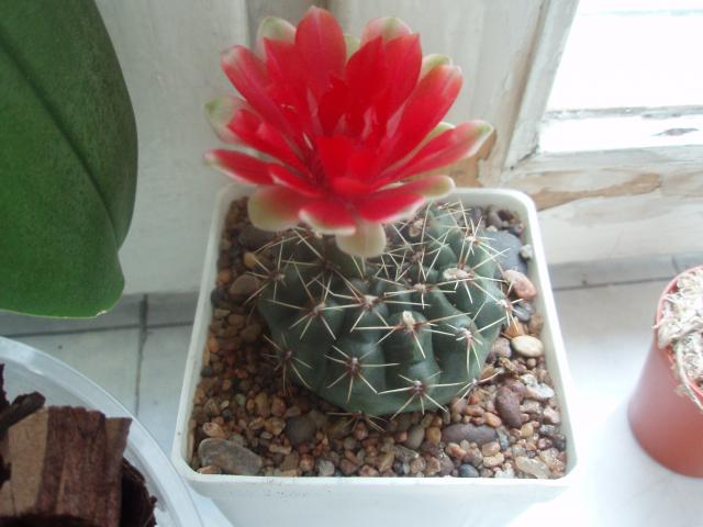  Gymnocalycium baldianum 