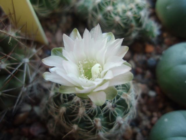  Gymnocalycium bruchii 