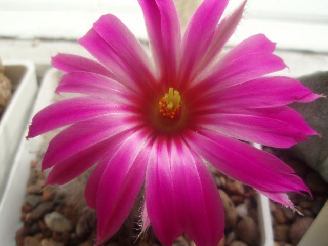  Mamillaria guelzowiana v. splendens 