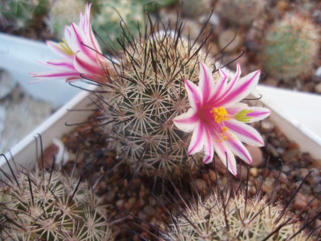  Mammillaria blossfeldiana 