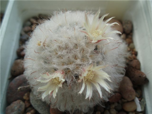  Mammillaria bocasana v. multilanata 