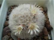  Mammillaria bocasana v. multilanata