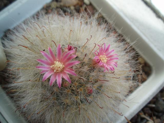  Mammillaria  bocasana v. roseiflora 