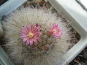  Mammillaria  bocasana v. roseiflora