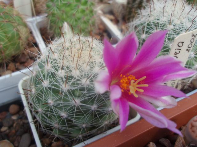  Mammillaria boolii 