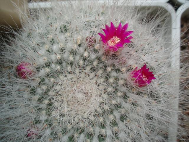  Mammillaria hahniana 