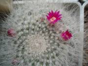  Mammillaria hahniana