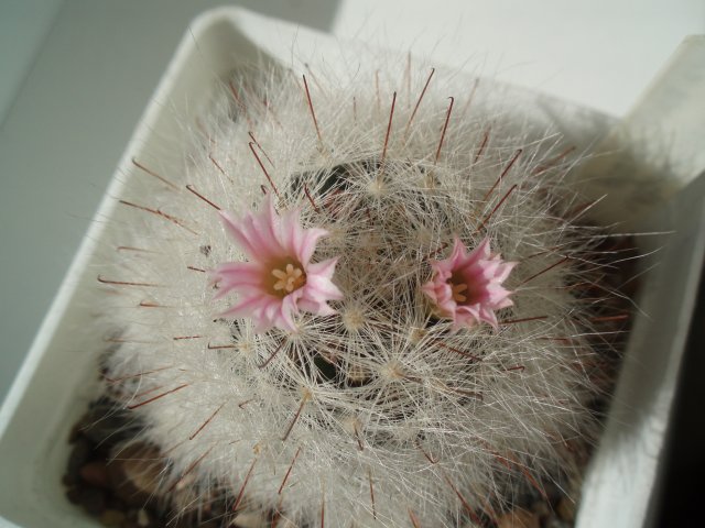  Mammillaria glassii 