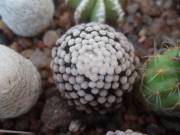  Mammillaria luethyi