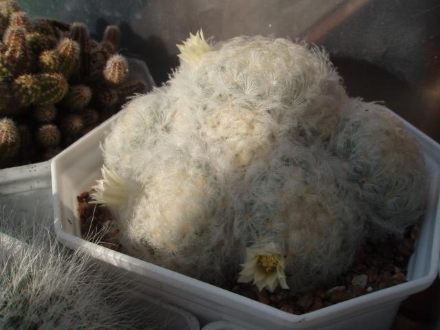  Mammillaria plumosa 