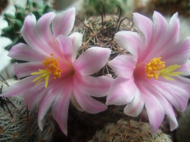  Mammillaria sheldonii 