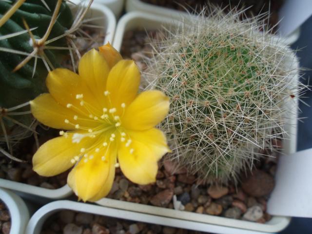  Rebutia senilis v. kesselringiana 