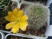  Rebutia senilis v. kesselringiana