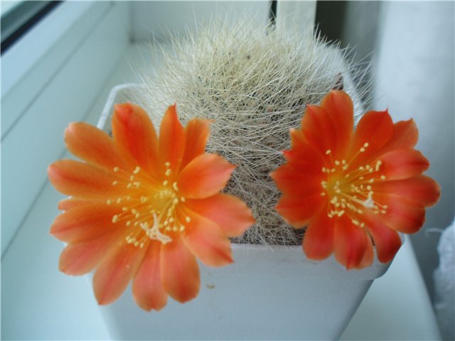  Rebutia stuemeri 