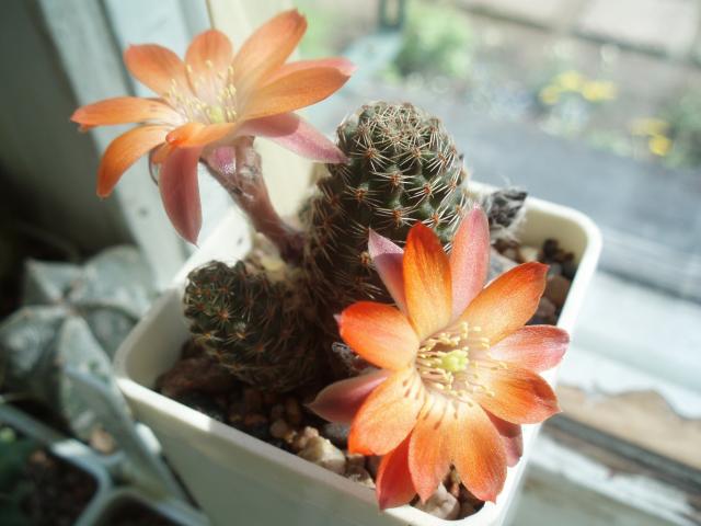  Rebutia haagei 