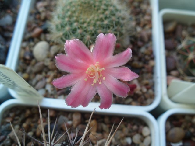  Rebutia minuscula v. violaciflora f. kariusiana 