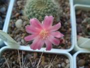  Rebutia minuscula v. violaciflora f. kariusiana