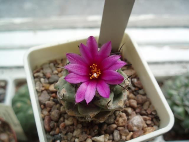  Turbinicarpus alonsoi 