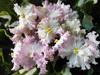 Фиалка Pink Jade