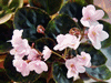 Фиалка Champagne Pink