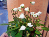 Фиалка Chantaspring