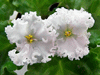 Фиалка Lil Glimpce O`Spring