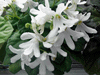  Lunar Lily white