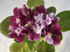 Фиалка Mac's Southern Springtime