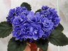 Фиалка Ness' Crinkle Blue