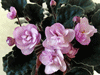 Фиалка Ness' Satin Rose