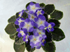 Фиалка Shirl`s Hawaiian Lei
