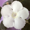 Фиалка Lilacna «Panama White»