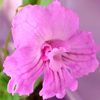 Стрептокарпус Wild Irish Rose