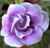 Глоксиния Silvana Blue