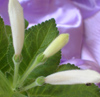 Синнингия Cardinalis Innocent
