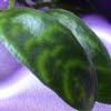 Фиалка Aeschynantus Longicaulis