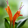 Фиалка Aeschynanthus Rigel