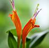  Aeschynanthus Rigel