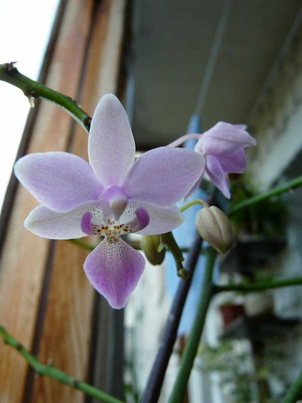  Phalaenopsis equestris var. rosea 