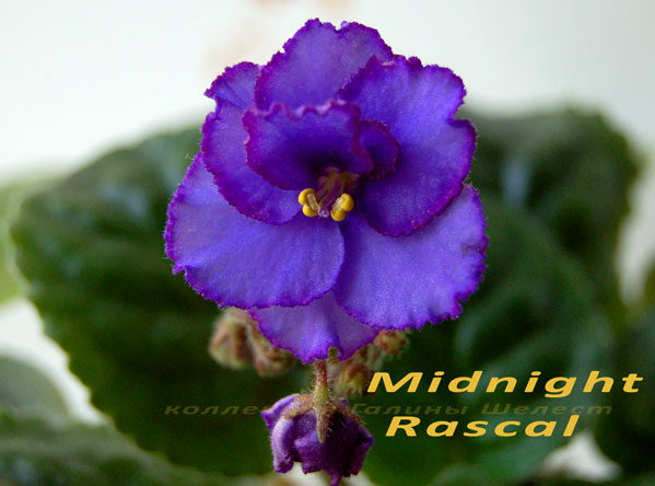  Midnight Rascal 