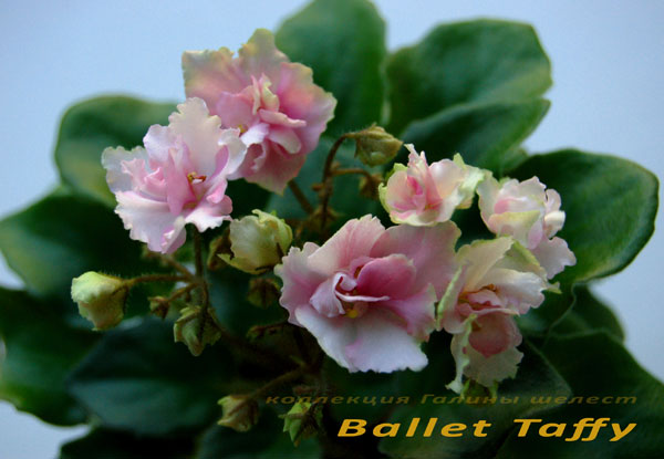 Ballet Taffy 