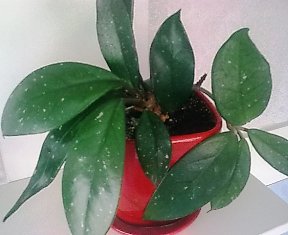  Hoya carnosa  