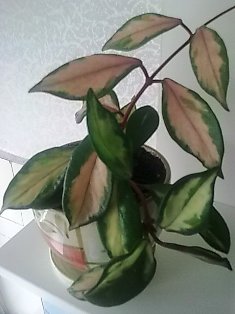  Hoya carnosa Tricolor 