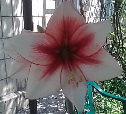  Hippeastrum Timptation 