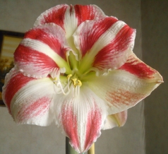  Hippeastrum Minerva 