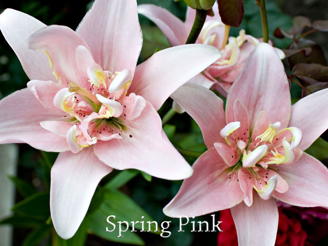  Spring Pink 