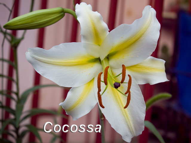  Cocossa 