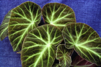  Begonia 'Caravan' 