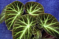 Бегония Begonia 'Caravan'